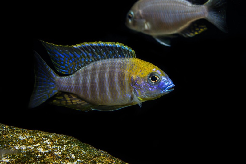 Lethrinops sp. 'yellow collar' Lion's Cove